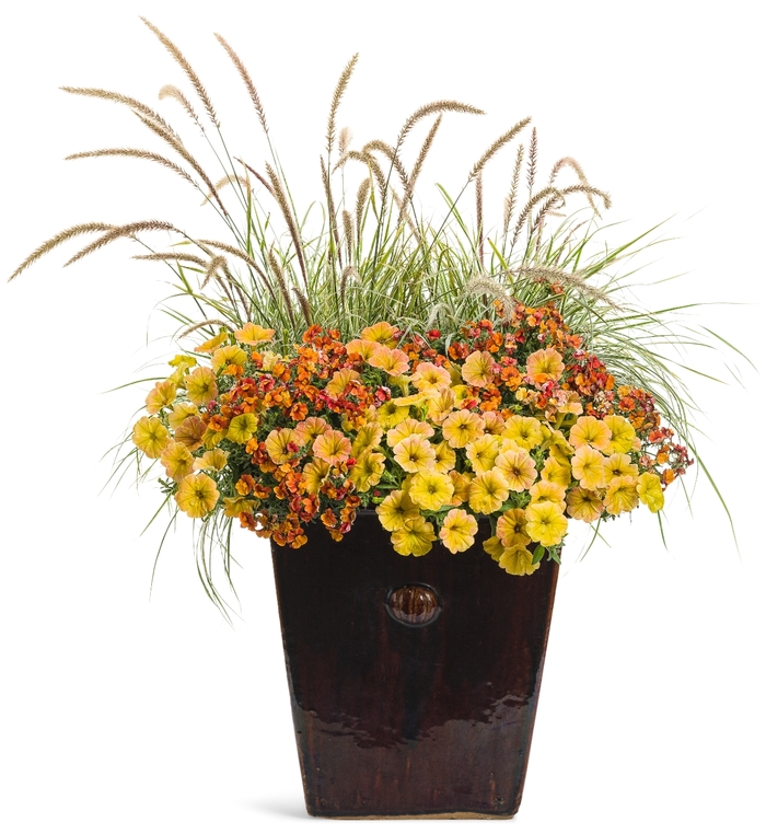 Supertunia® 'Honey™' - Petunia from Robinson Florists
