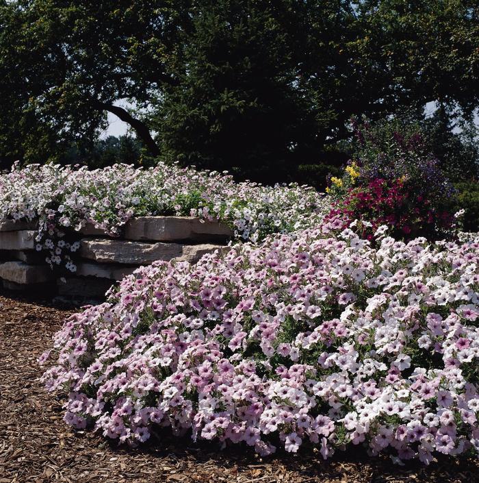 Tidal Wave® 'Silver' - Petunia from Robinson Florists