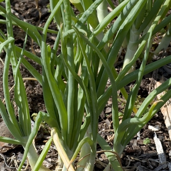 Allium cepa - 'Walla Walla' Onion