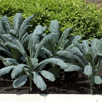 Brassica oleracea - 'Lacinato' Kale