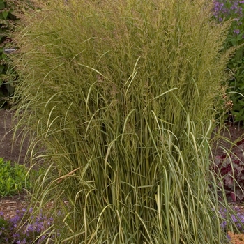 Calamagrostis acutiflora - 'Eldorado' Feather Reed Grass