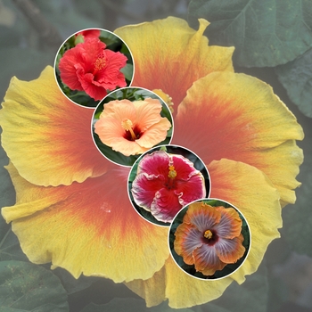 Hibiscus - 'Multiple Varieties' Assorted Tropical Hibiscus
