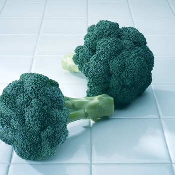 Brassica - 'Diplomat F1' Broccoli