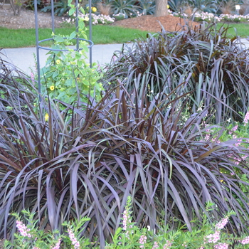 Pennisetum purpureum (Purple Fountain Grass) - Graceful Grasses® 'Vertigo®'