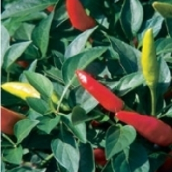 Capsicum annuum - 'Super Chili' Pepper