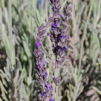 Lavandula - 'Goodwin Creek Grey' French Lavender