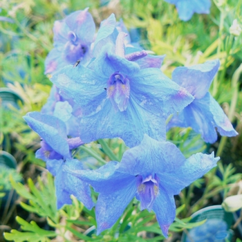 Delphinium grandiflorum - 'Blue Butterfly' Chinese Larkspur