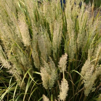 Calamagrostis brachytricha - 'Feather Fabulous™' Feather Reed Grass