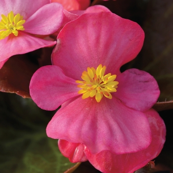 Begonia semperflorens - Bada Boom® 'Rose'
