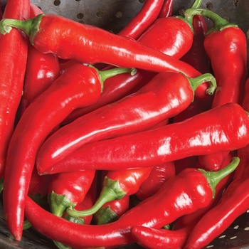 Capsicum annuum - 'Red Ember' Cayenne Pepper