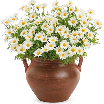 Argyranthemum frutescens - 'Pure White Butterfly®' Marguerite Daisy