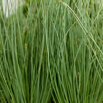 Juncus Inflexus (Soft Rush) - Graceful Grasses® 'Blue Mohawk'