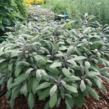 Salvia officinalis - Garden Sage