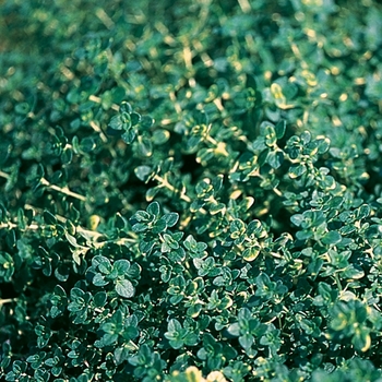 Thymus x citriodorus - 'Doone Valley' Creeping Thyme