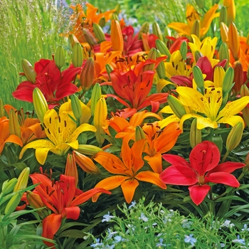Lilium - 'Multiple Varieties' Assorted, Asiatic Lily