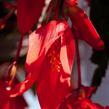 Begonia boliviensis - 'Santa Cruz®'