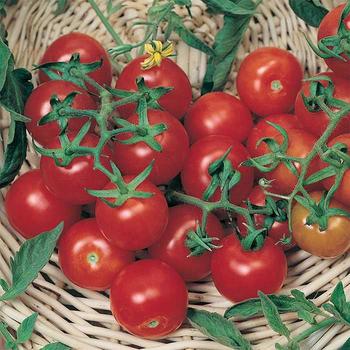 Lycopersicon esculentum - 'Large Red Cherry' Tomato
