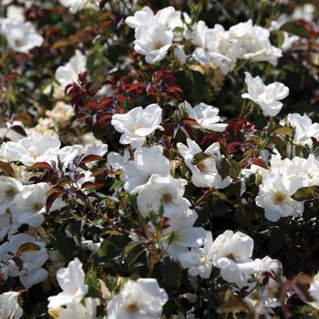 Rosa (Rose) - Knock Out® White