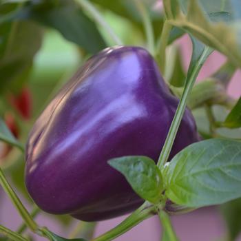 Capsicum annuum - Purple Bell Pepper