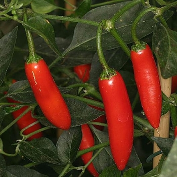 Capsicum annuum - 'Serrano' Chile Pepper
