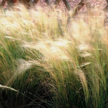 Nassella tenuissima - Mexican Feather Grass
