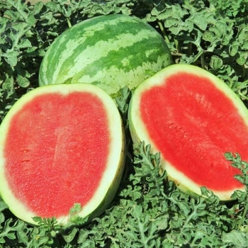 Citrullus lanatus - 'Crimson Sweet' Watermelon