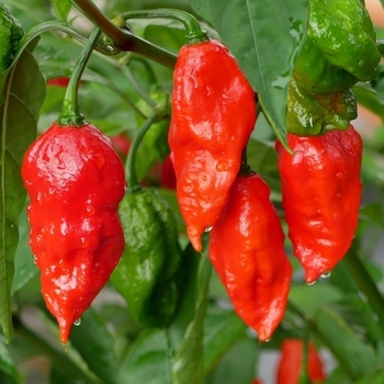 Capsicum annuum - 'Bhut Jolokia (Ghost)' Chili Pepper