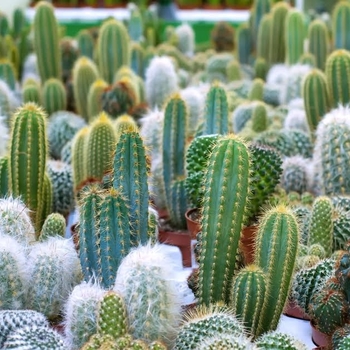 Opuntia - 'Multiple Varieties' Cactus