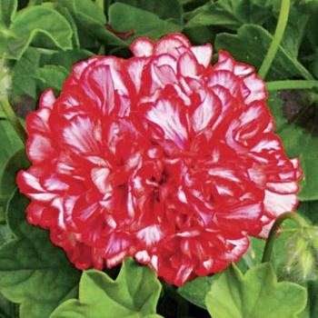 Ivy League™ 'Arctic Red' -Pelargonium peltatum (Ivy Geranium)
