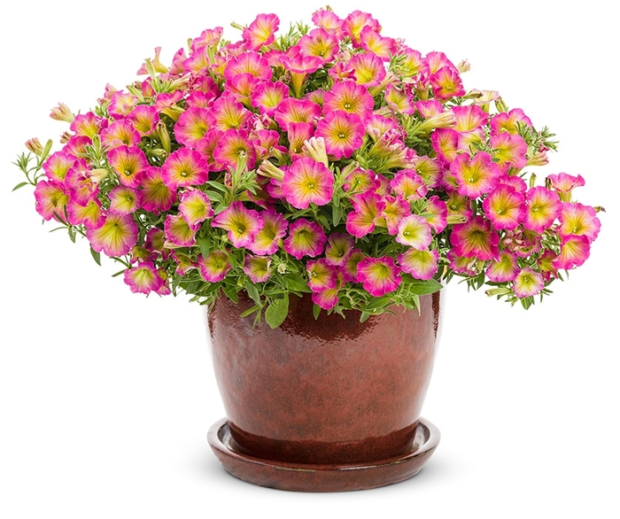 Supertunia® 'Daybreak Charm' - Petunia from Robinson Florists