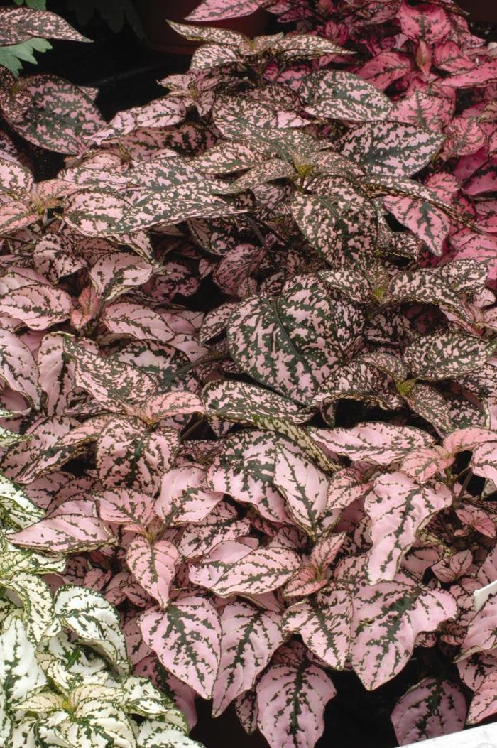 Splash Select™ 'Pink' - Hypoestes phyllostachya (Polka Dot Plant) from Robinson Florists