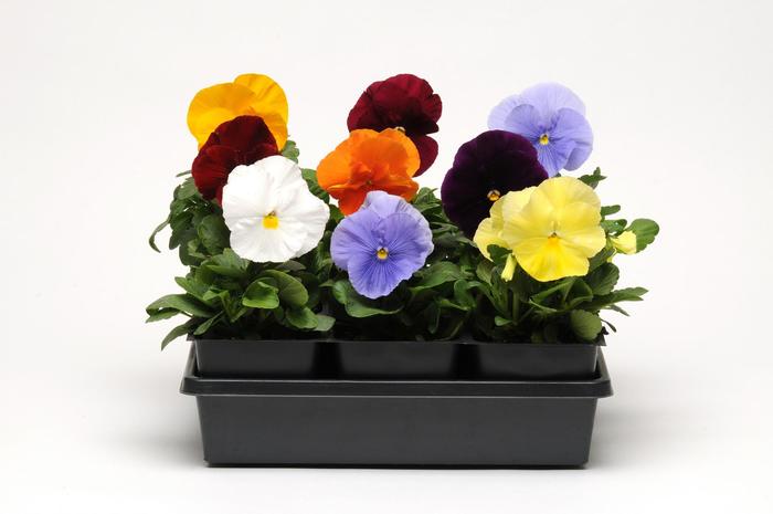 Spring Matrix™ Clear Mix - Viola x wittrockiana (Pansy) from Robinson Florists