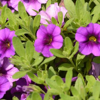 'Bloomtastic Purple' Million Bells -Calibrachoa 