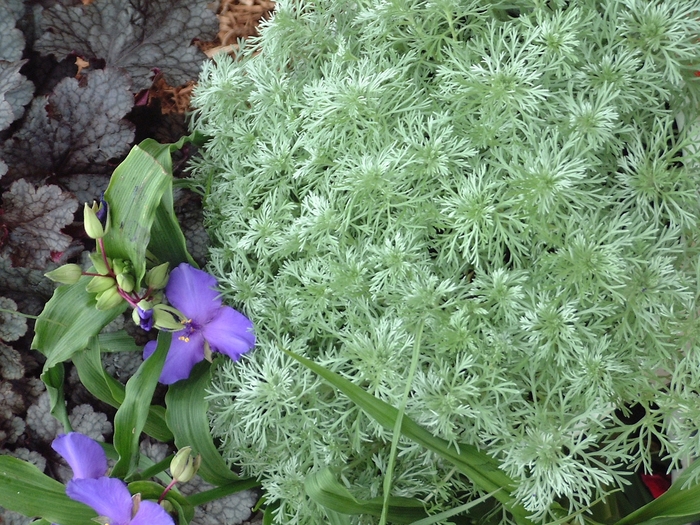 'Silver Mound' Wormwood - Artemisia schmidtiana from Robinson Florists