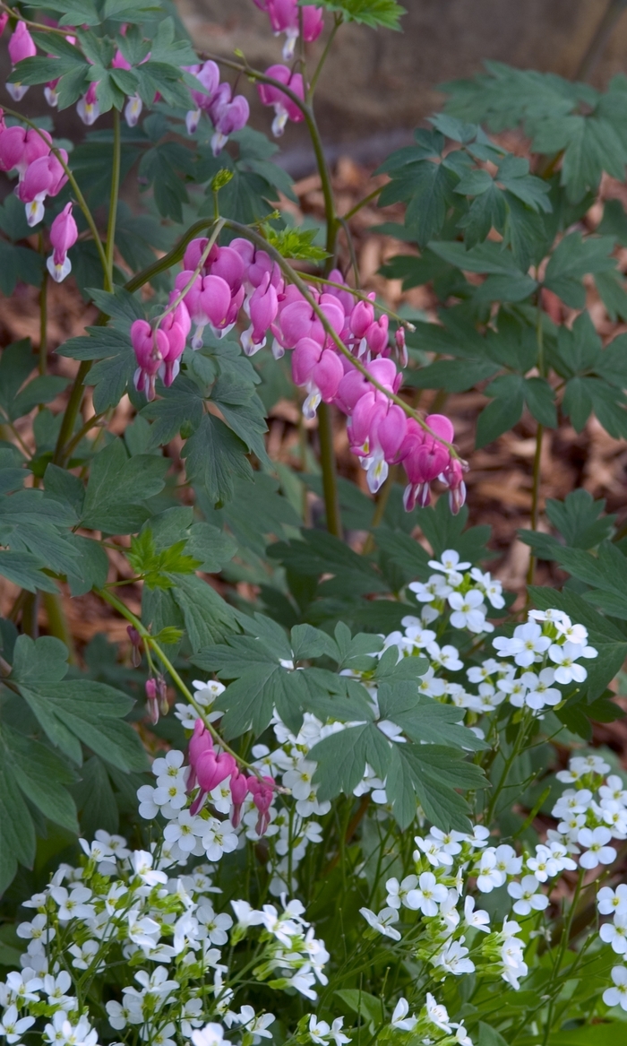 Bleeding Heart - Dicentra spectabilis from Robinson Florists