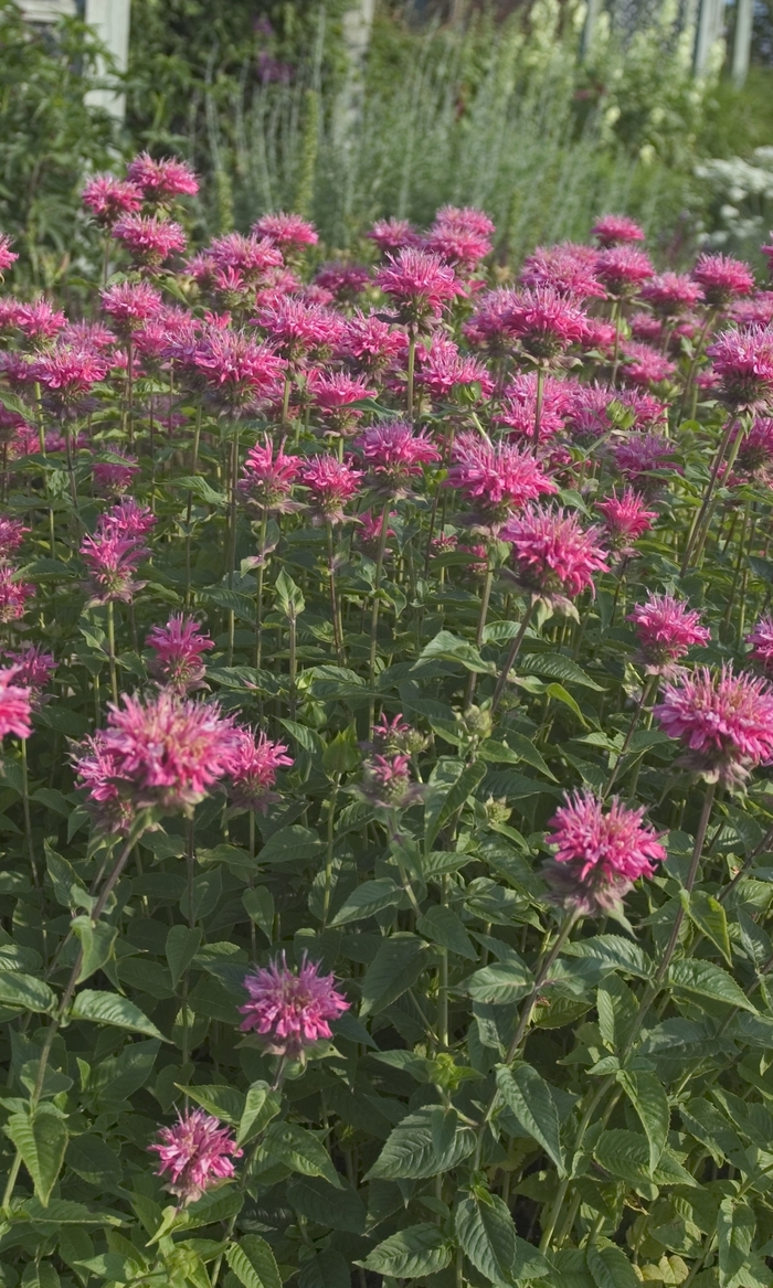 'Marshall's Delight' Bee Balm - Monarda from Robinson Florists