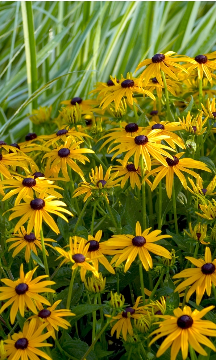 'Goldsturm' Black Eyed Susan - Rudbeckia fulgida from Robinson Florists