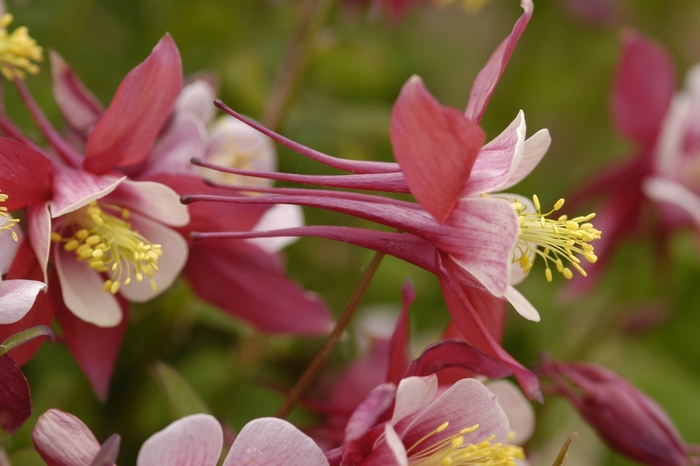 'Spring Magic Rose & Ivory' Columbine - Aquilegia from Robinson Florists