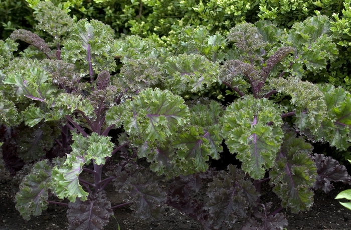 'Redbor' Ornamental Cabbage - Brassica oleracea var. acephala from Robinson Florists