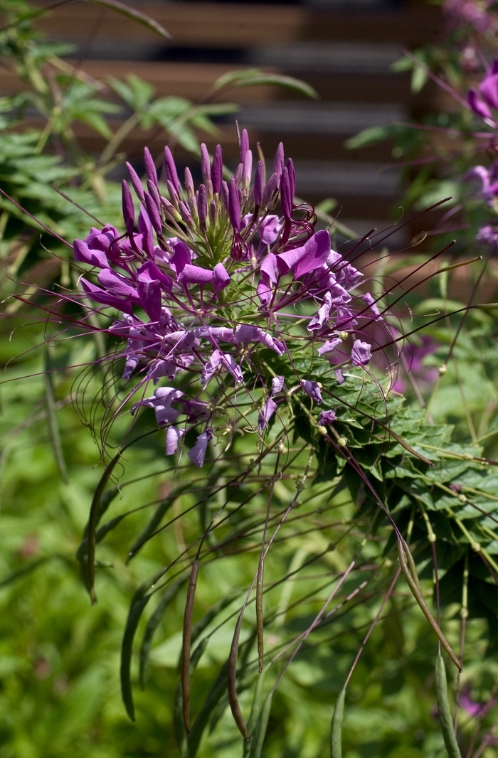 'Queen Violet' Spider Flower - Cleome hassleriana from Robinson Florists