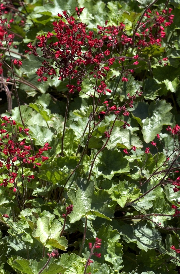 'Ruby Bells' Coral Bells - Heuchera from Robinson Florists