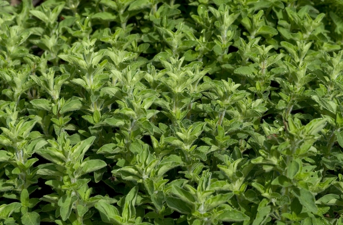 Greek Oregano - Origanum heracleoticum from Robinson Florists