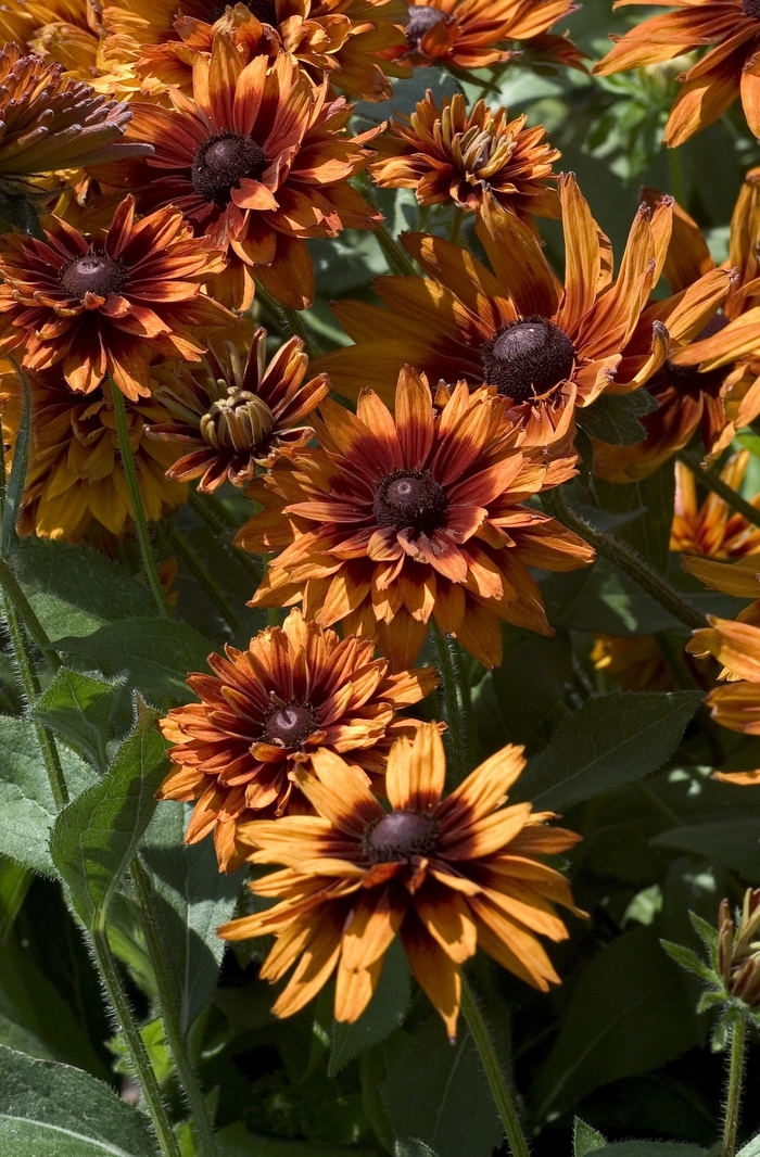 Black Eyed Susan - Rudbeckia hirta from Robinson Florists