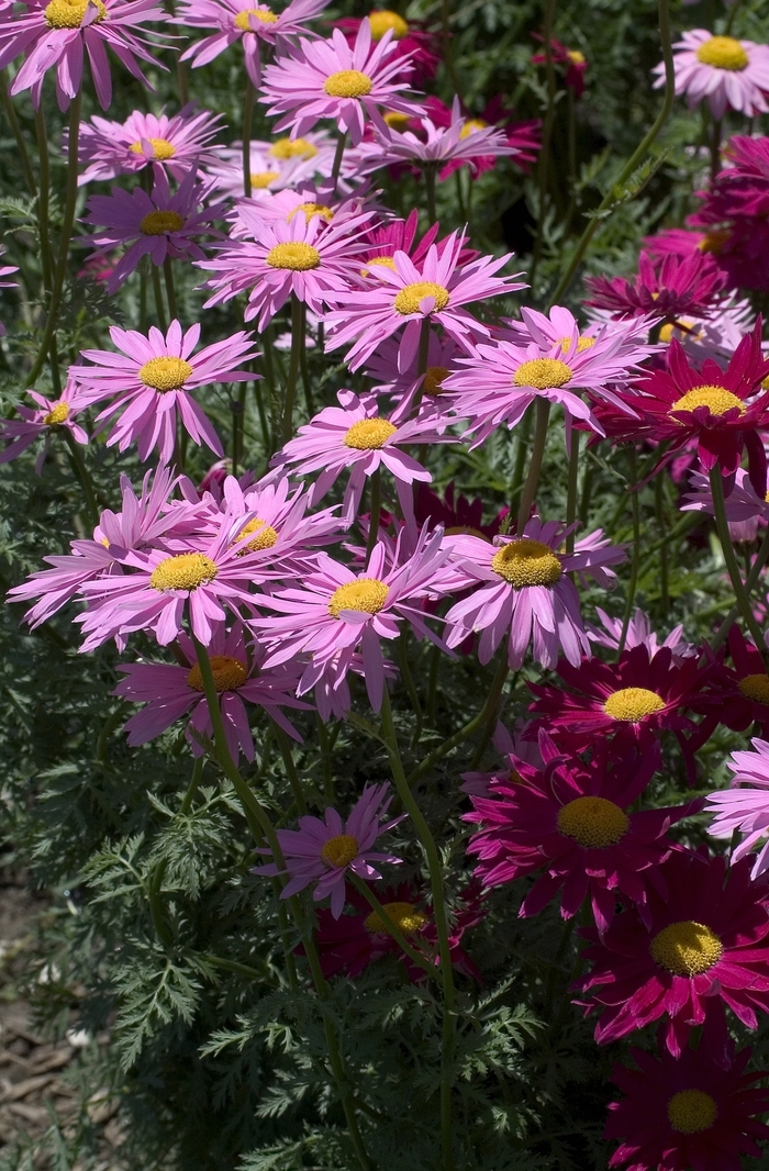 'Robinson's Mixture' Painted Daisy - Tanacetum coccineum from Robinson Florists