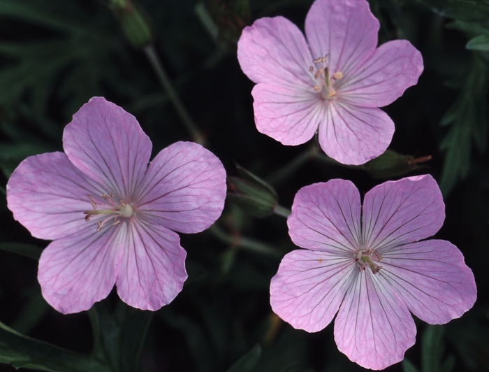 'Kashmir Pink' Cranesbill - Geranium clarkei from Robinson Florists