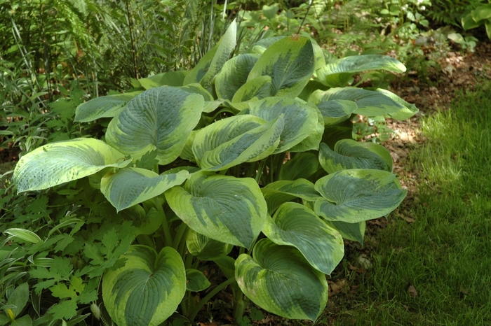 'Frances Williams' Hosta, Plantain Lily - Hosta from Robinson Florists