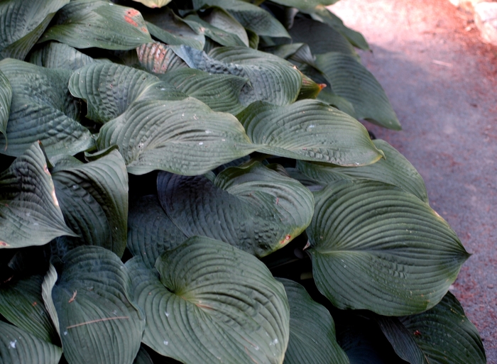 'Blue Angel' Hosta, Plantain Lily - Hosta from Robinson Florists