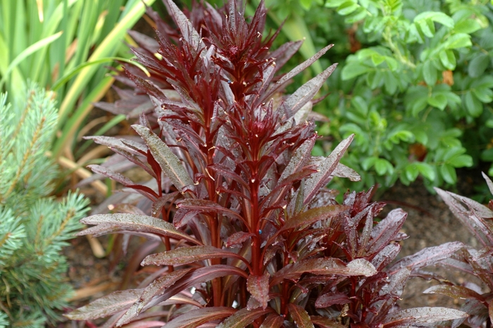 'Queen Victoria' - Lobelia fulgens from Robinson Florists