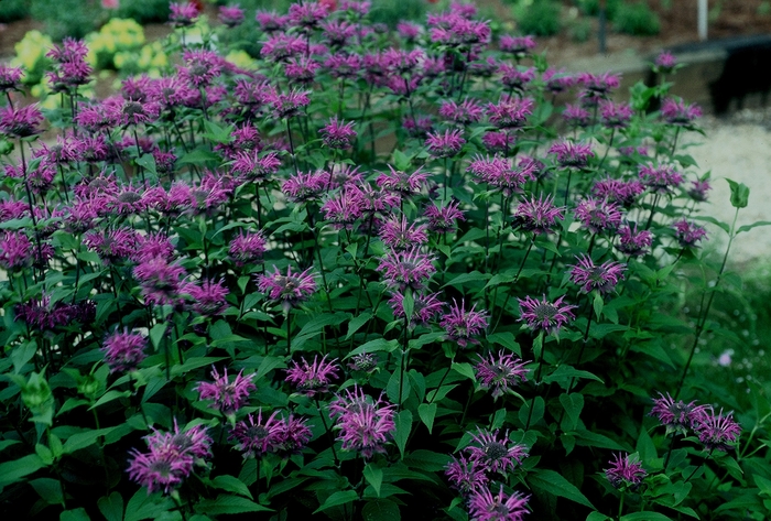 'Blue Stocking' Bee Balm - Monarda didyma from Robinson Florists