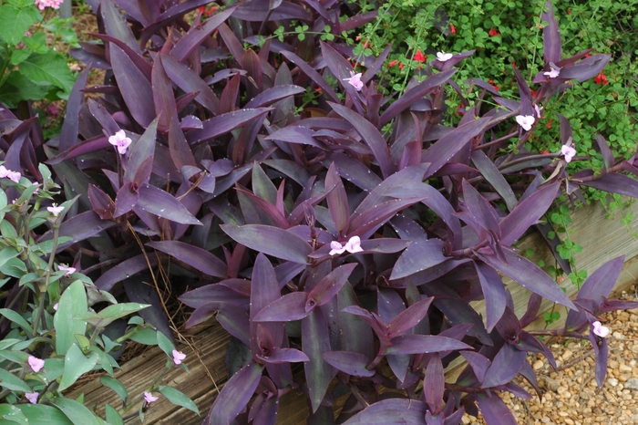 'Purple' Purple Heart - Setcreasea pallida from Robinson Florists